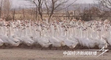 臺安大鵝2).jpg?v=1706606756