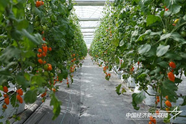 20240202上杭4_new (1).jpeg