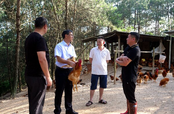 20240509  長汀：黨建引領河田雞產業(yè)高質量發(fā)展1.jpeg?x-oss-process=style/water