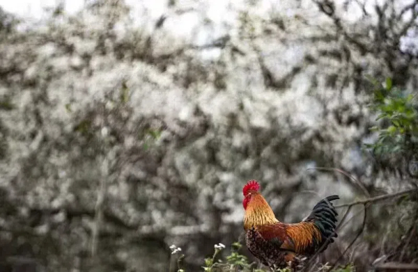 20241118  《日落日出》 走近鄉(xiāng)村讀懂農(nóng)民5.jpg?x-oss-process=style/water